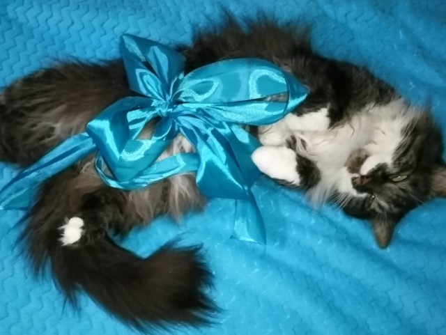 А это мой котан к котовторнику