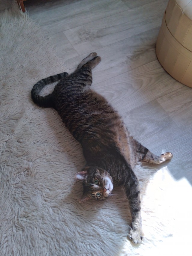 Котовторник. Кошка по имени Овца!