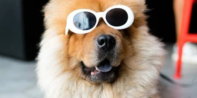 11 мифов о собаках, в которые вы верите напрасно