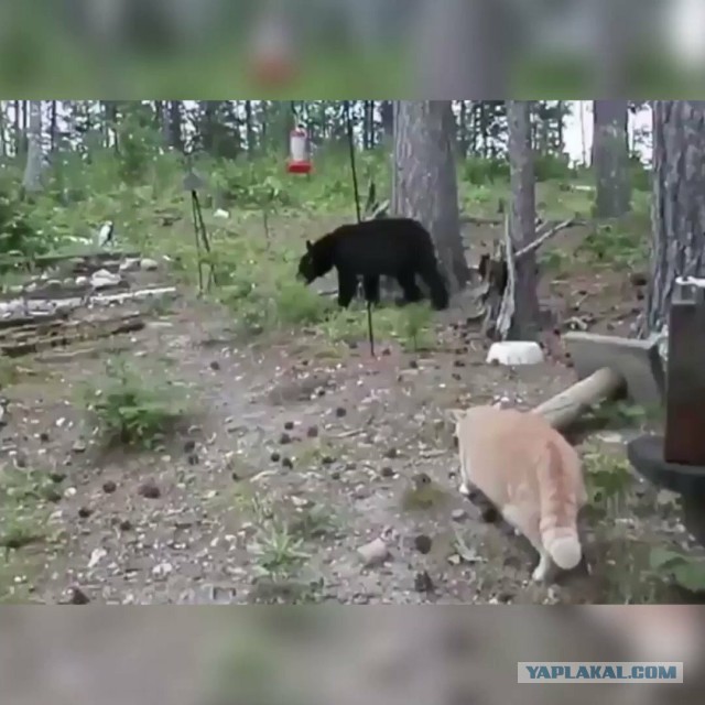 Котик отбился от койота, который напал на него во дворе дома
