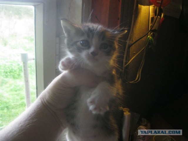 Жизнь домашнего приюта для котеек 413