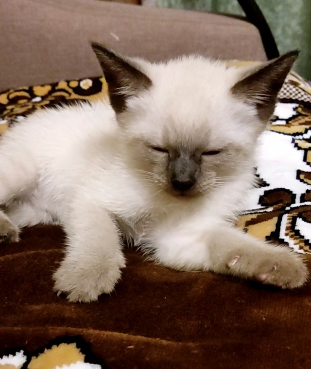 Кошечка!