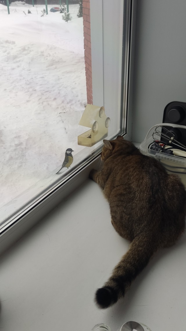 Мой кот