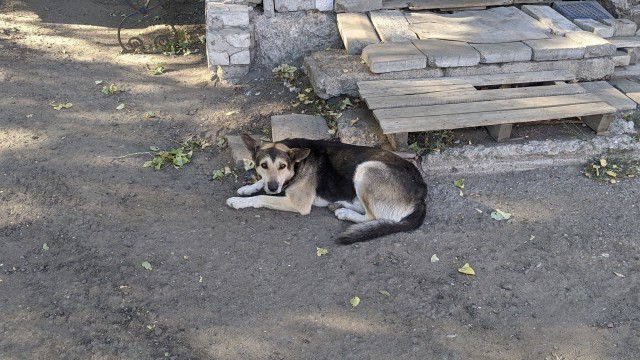 Знакомьтесь, это мурзик.