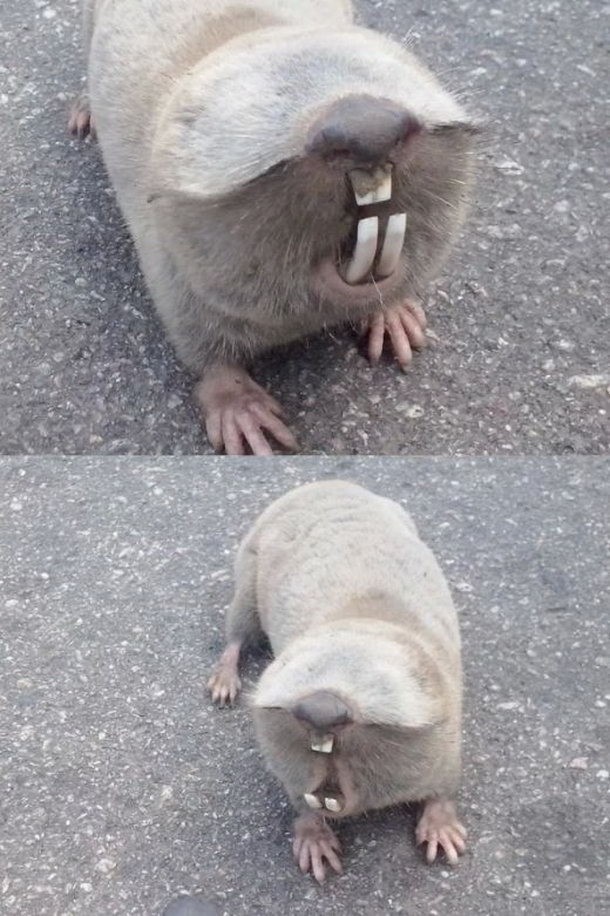 А вы знаете, что это за ослепший зверек?