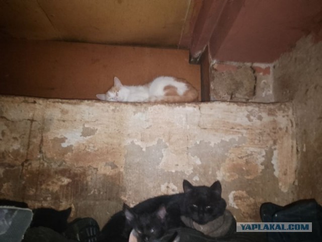 Жизнь домашнего приюта для котеек 479