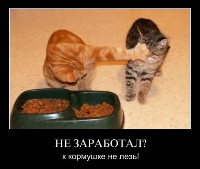 Жизнь домашнего приюта "Котоленд" 431