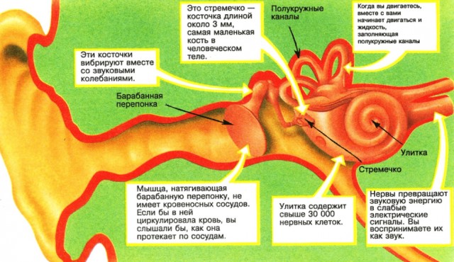 Единственное место на коже человека, где постоянно выделяется яд