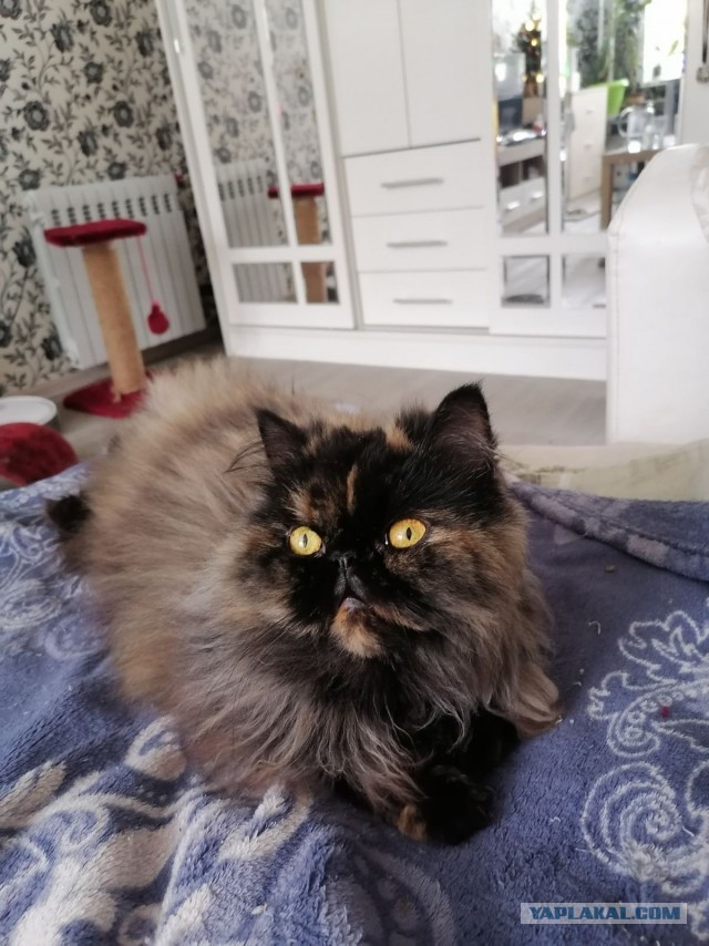 Котовторник, от мала до велика