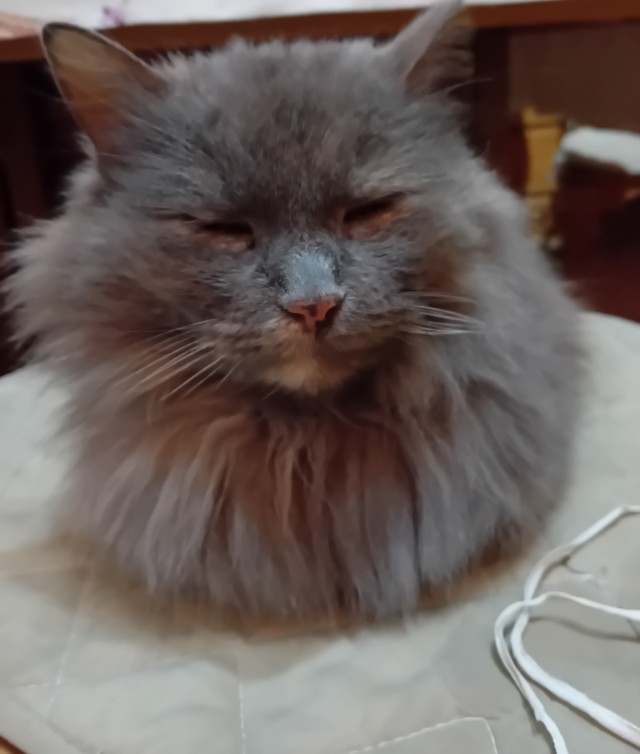 Мои любимый питомец