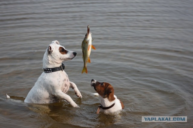 10 самых агрессивных пород собак