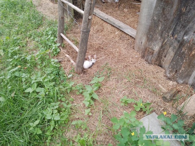 Жизнь домашнего приюта для котеек 549