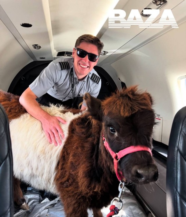 Необычный пассажир на частном борту самолёта Pilatus — коровка София.