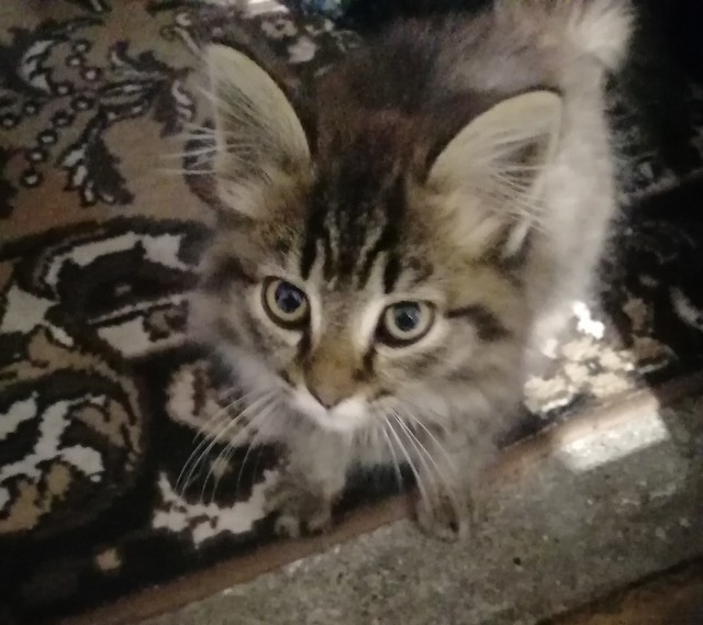 С котовторником!