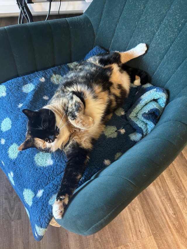 Спящих котеек тред