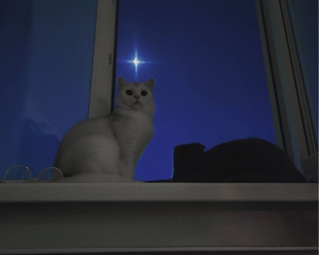 К котовторнику: подборка картинок-баянов с котиками и про котиков. Выпуск 22