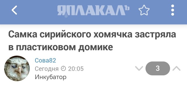 Самка сирийского хомячка застряла в пластиковом домике