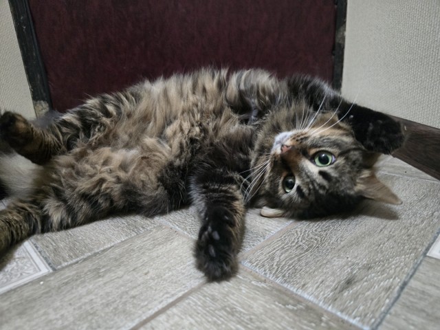 Котовторник 11.11