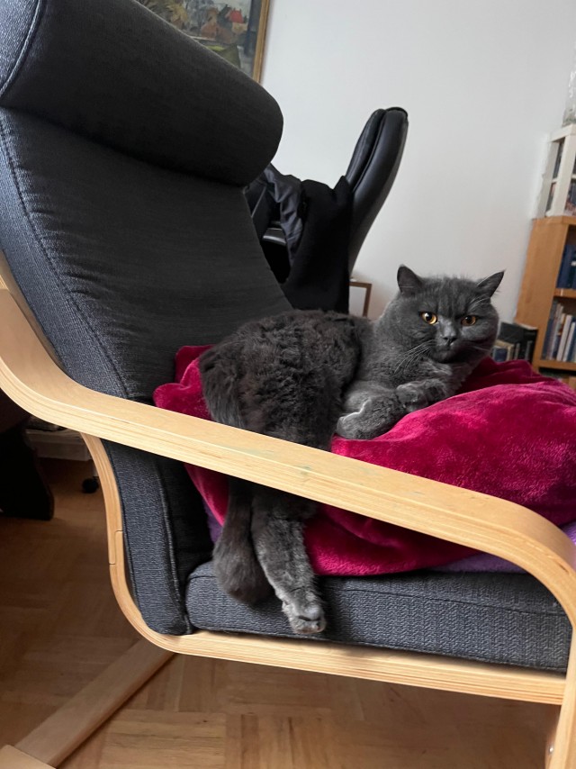 Приключения юного кота