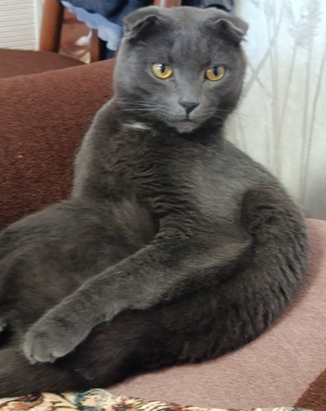 Котенок упал с 5го этажа