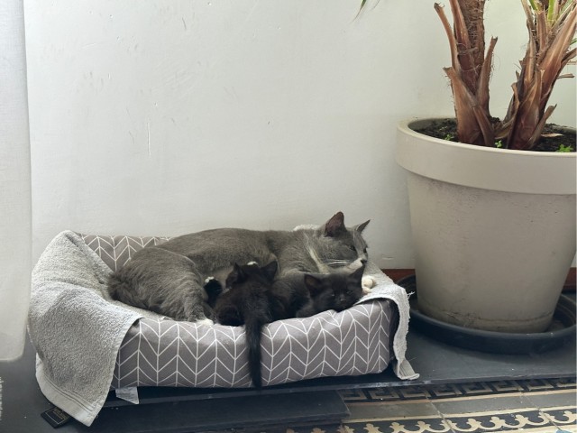 Кошка родила единственного котенка
