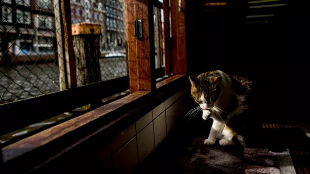 Суд в Амстердаме отказал мужчине в графике встреч с кошкой