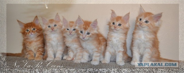Котовторник 03.09.2013