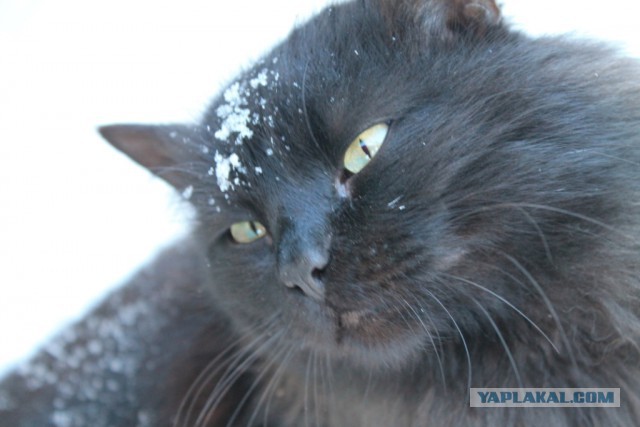 Котовторник 4.02.2014