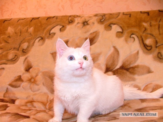 Котовторник 05.03.13