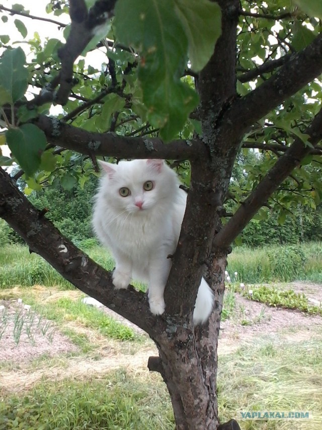 Котовторник 17.06.2014
