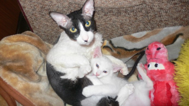 Любителям кошек