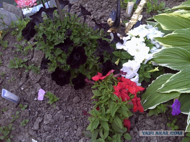 Деревенская Америка