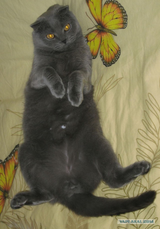 Котовторник 12.08.2014