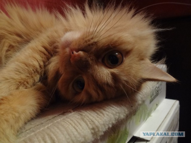 Котовторник 16.12.2014