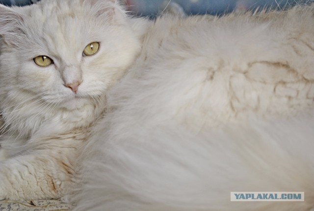 Моим котам