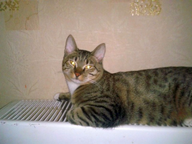 Котовторник