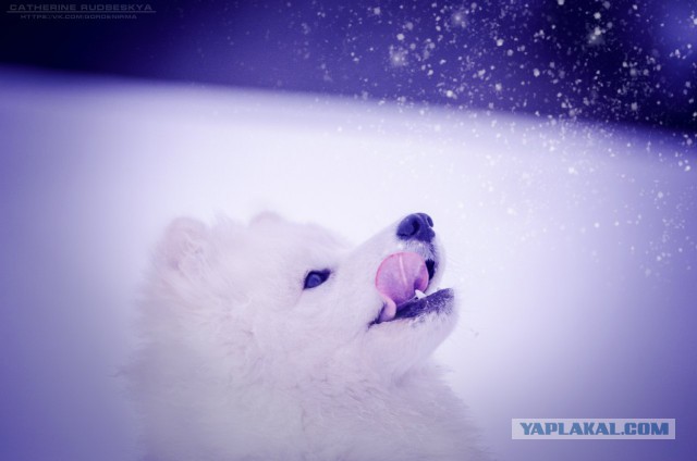 Самоедская лайка