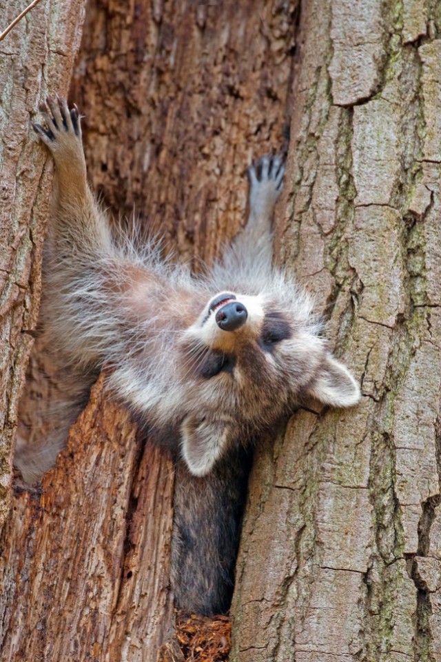 100 самых ценных фотографий енотов