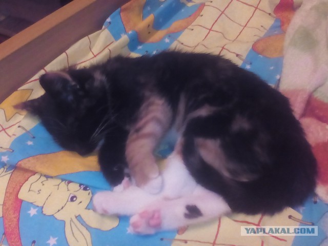 Котовторник 13.10.2015