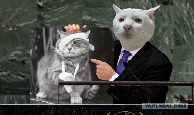 Класификация котов в картинках