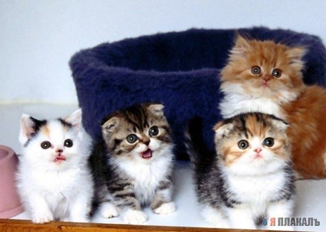Коты, кошки, котята