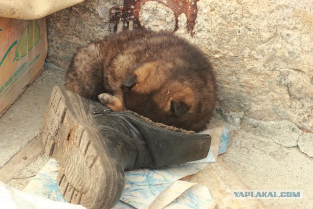 Удобная поза во время сна очень важна!