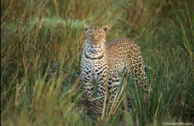 Леопардик Поли