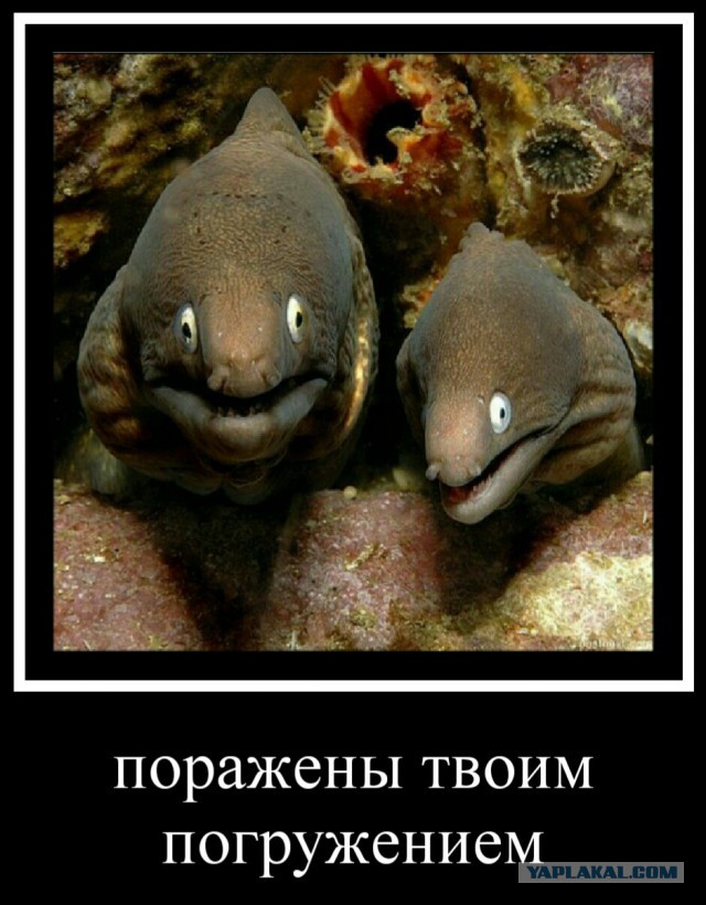 Каких только гадов не таит в себе океан?
