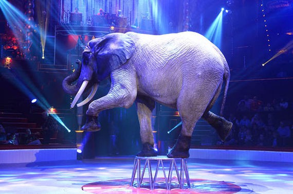 Использование животных в цирках и зоопарках запретят на международном уровне