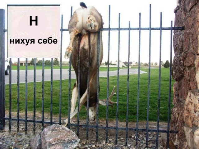 Фотожаба: Звериная азбука