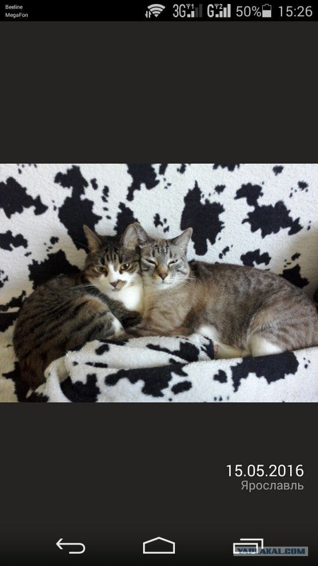 Когда два кота