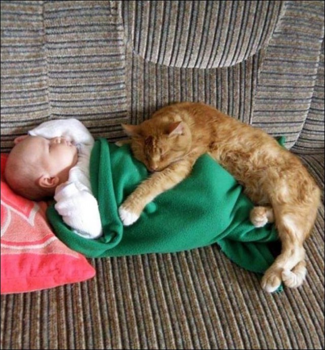 Коты из сети