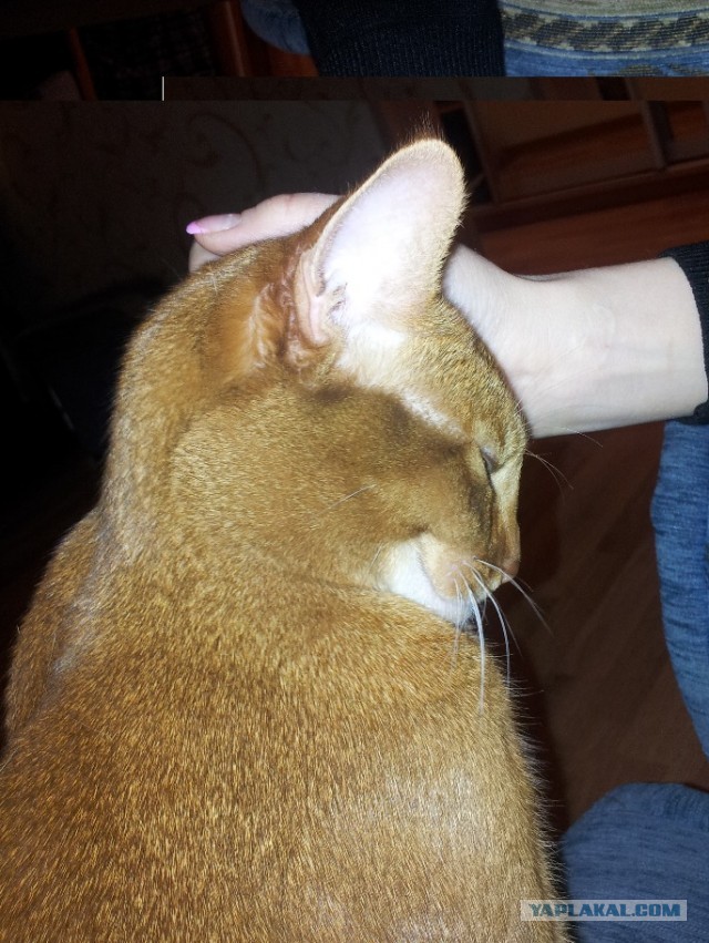 ЯП ошибся может быть :)