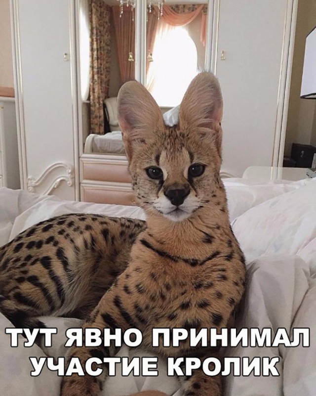 Подборка забавных животных